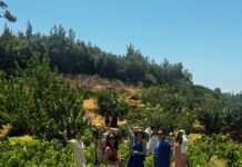 Από τη χώρα του μεταξιού, στη γη του μοσχάτου